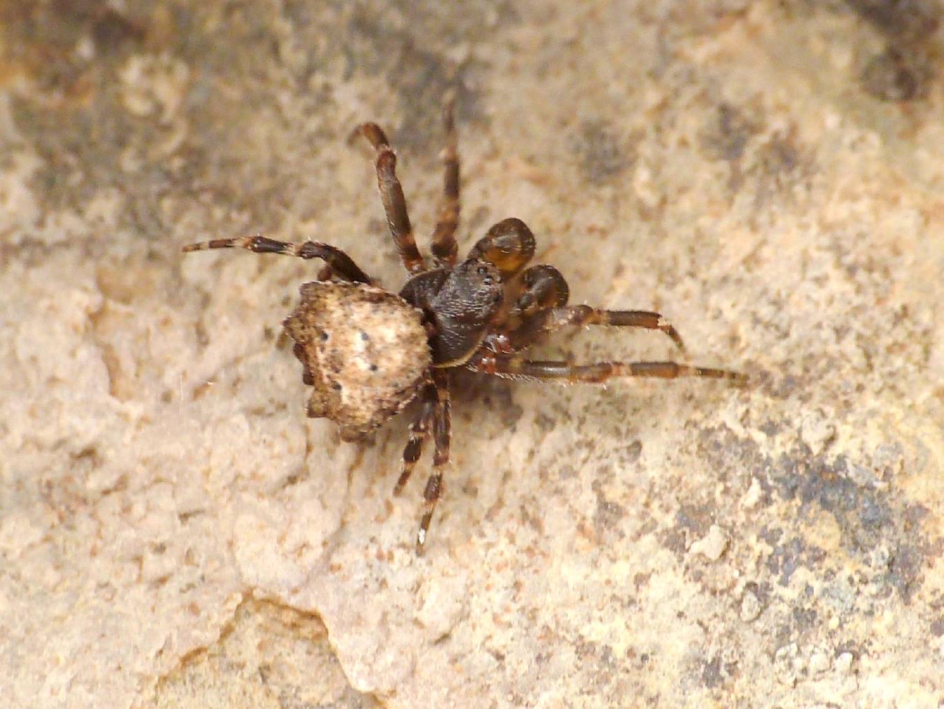 Maschio di Glyptogona sextubercolata - Tolfa (RM)